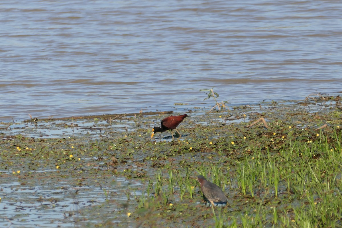 Northern Jacana - ML615906927