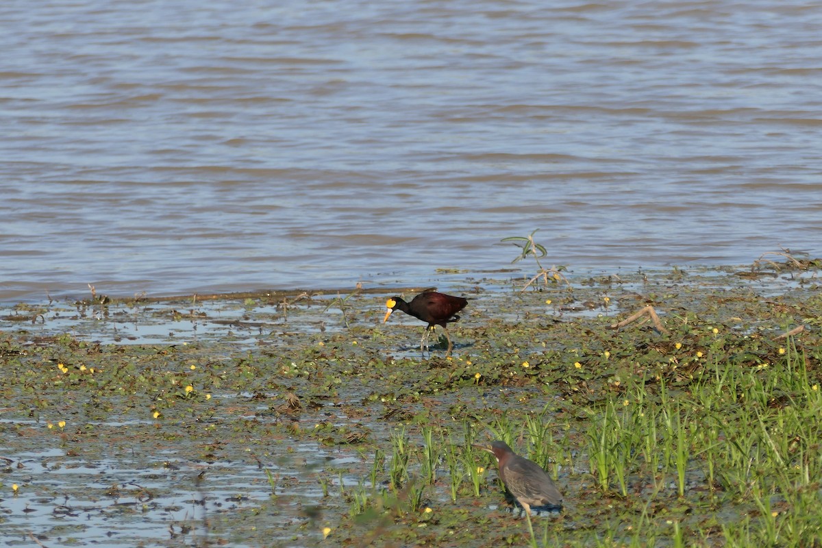 Northern Jacana - ML615906928