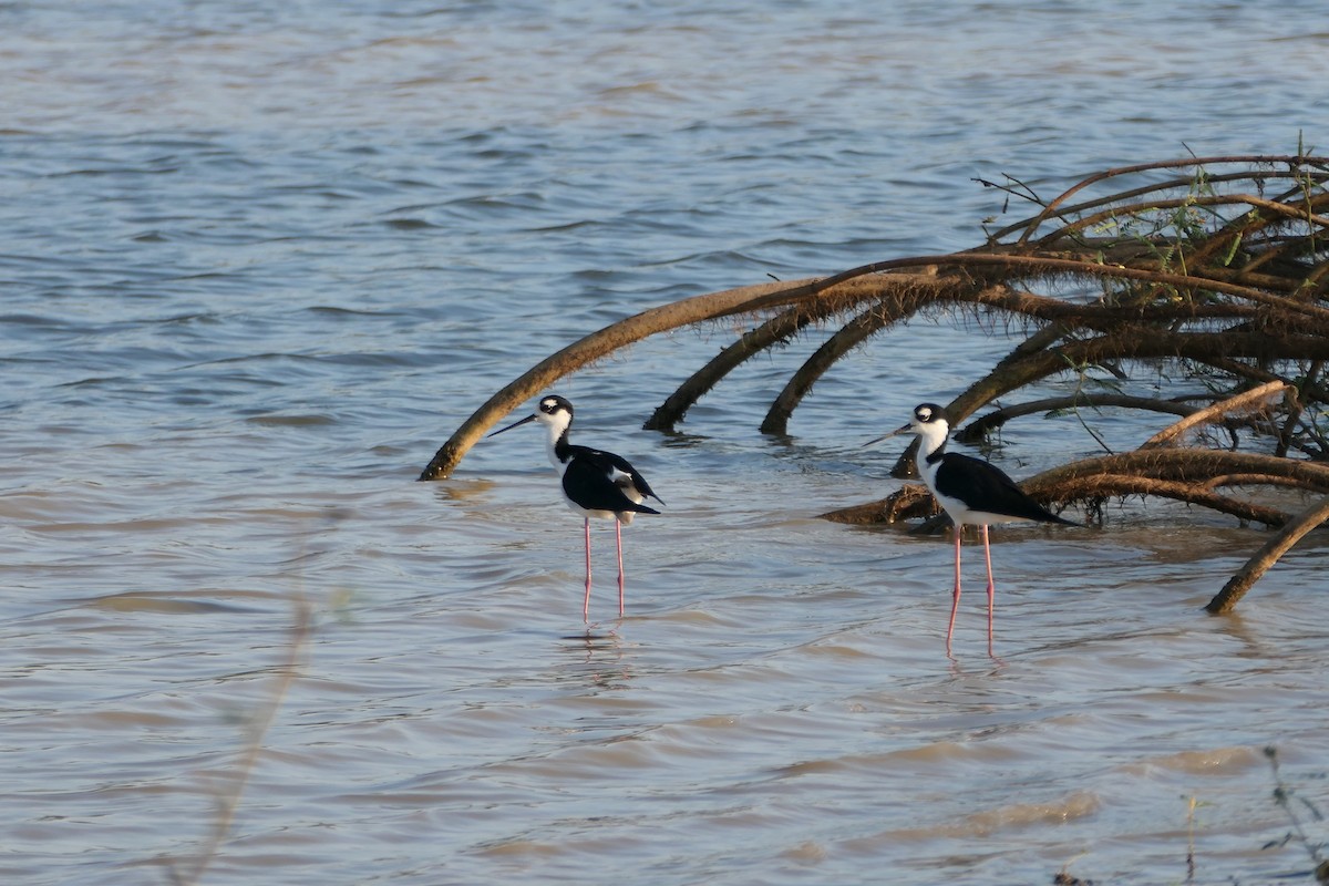 Black-necked Stilt - ML615906929