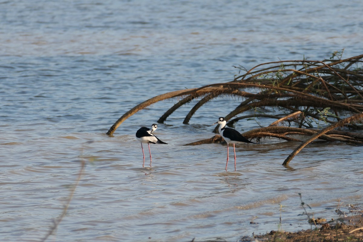 Black-necked Stilt - ML615906930