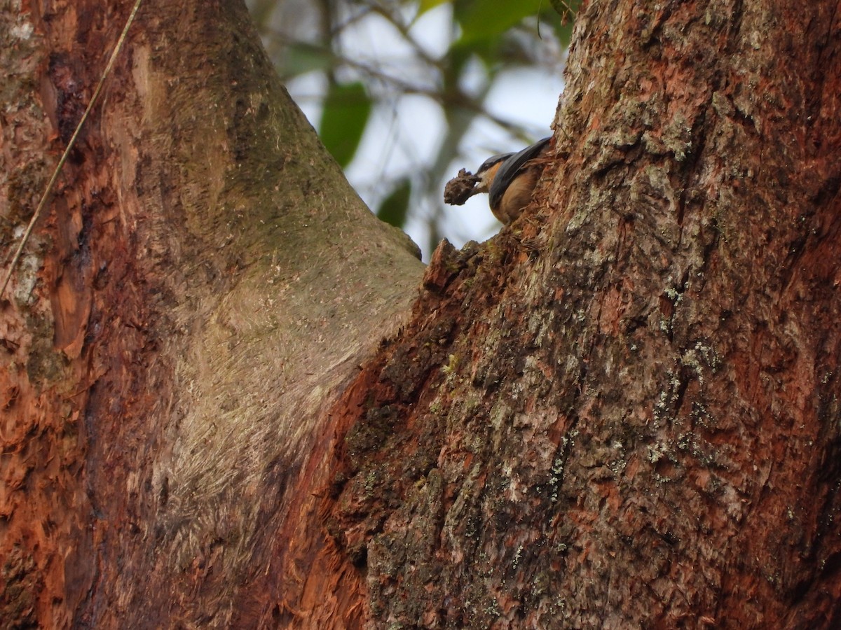 Eurasian Nuthatch - ML615906935