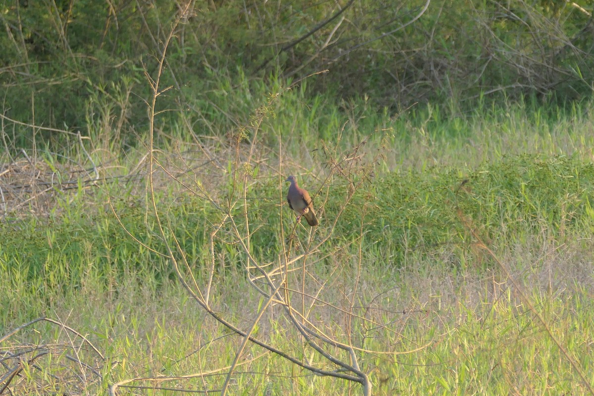 Pale-vented Pigeon - ML615906936