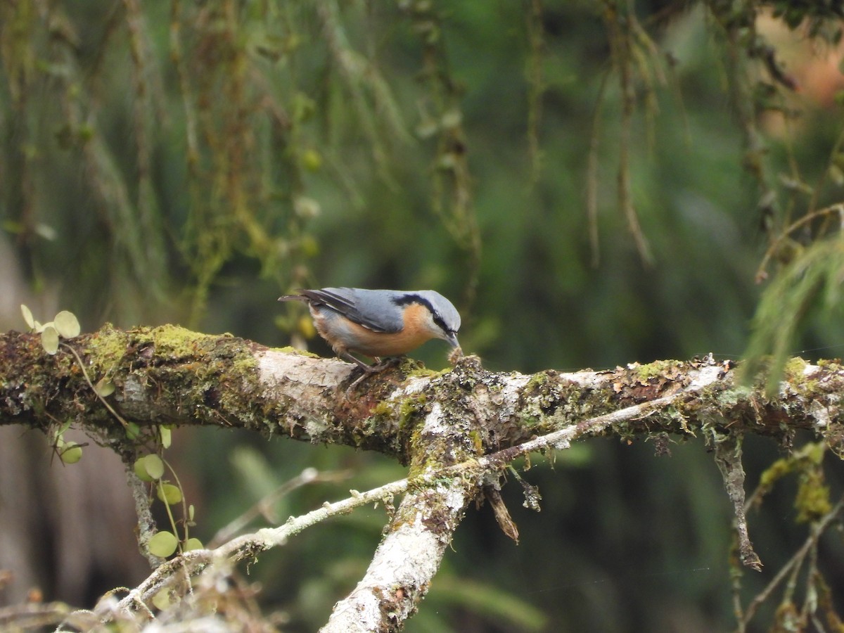 Eurasian Nuthatch - ML615906937