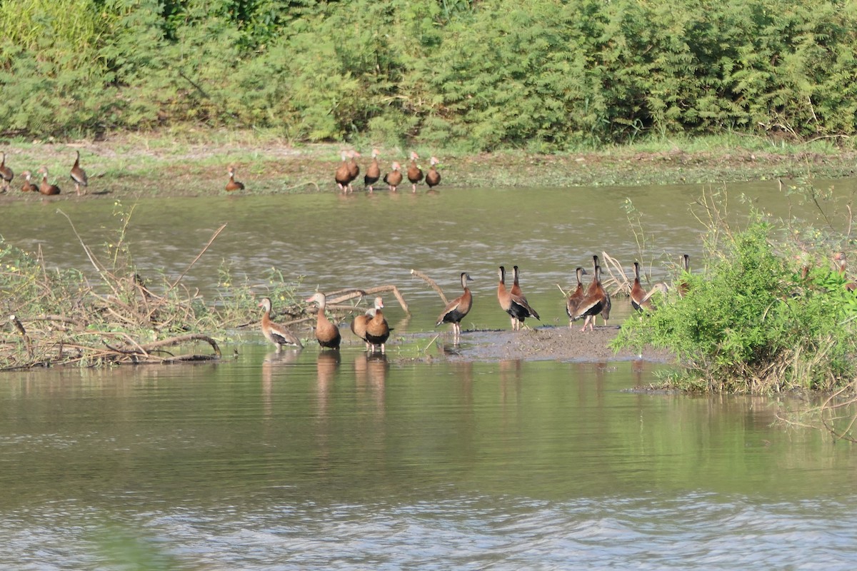 Black-bellied Whistling-Duck - ML615906944