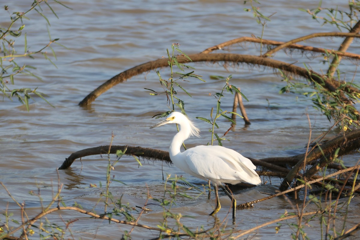 Snowy Egret - ML615906958