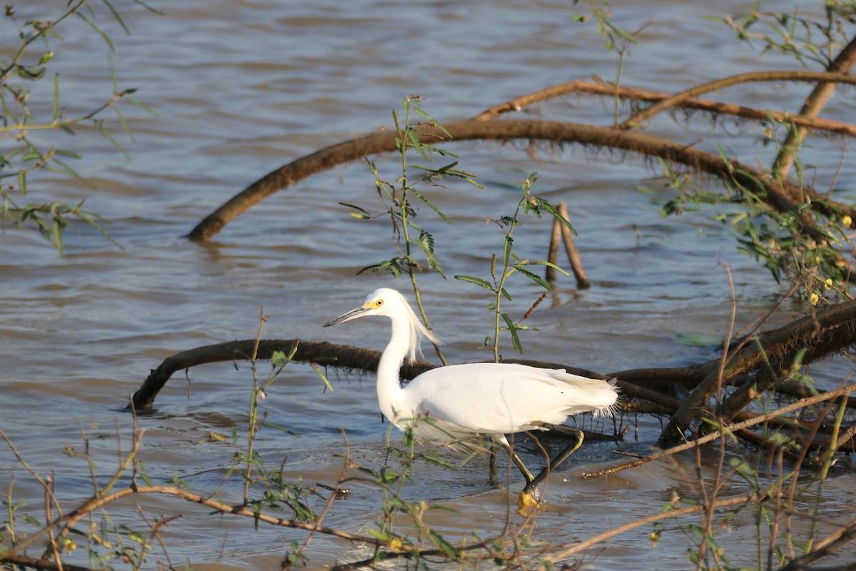 Snowy Egret - ML615906959