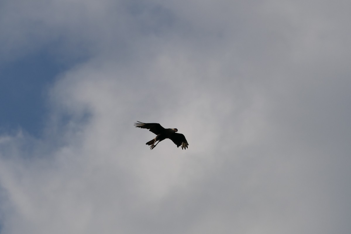 Crested Caracara - ML615906962