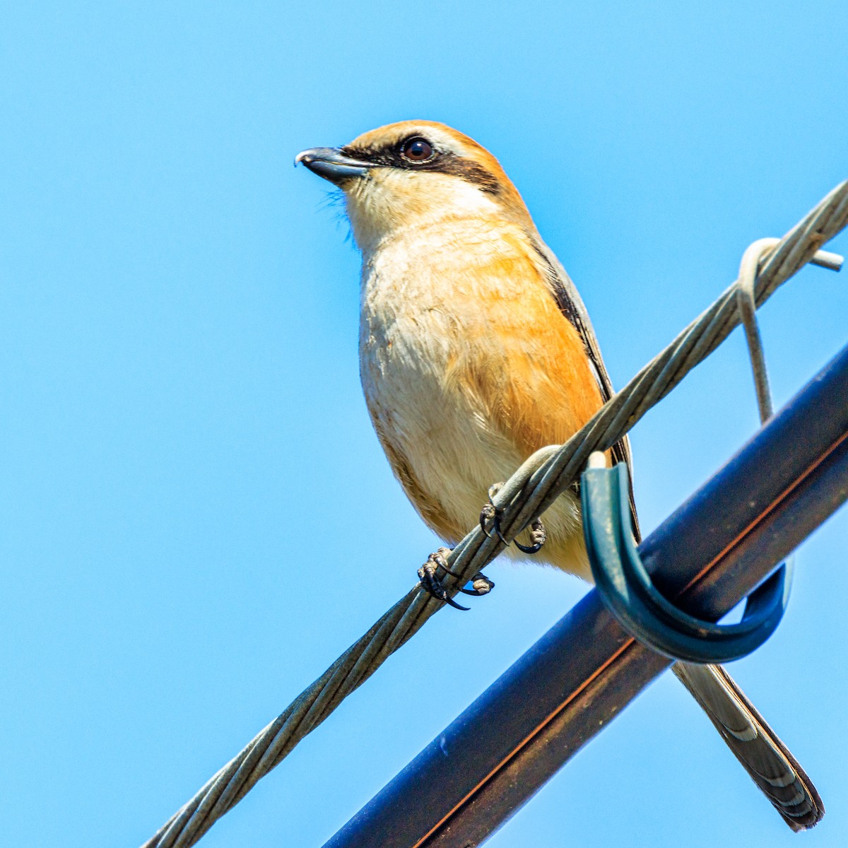 Bull-headed Shrike - Masaharu Inada