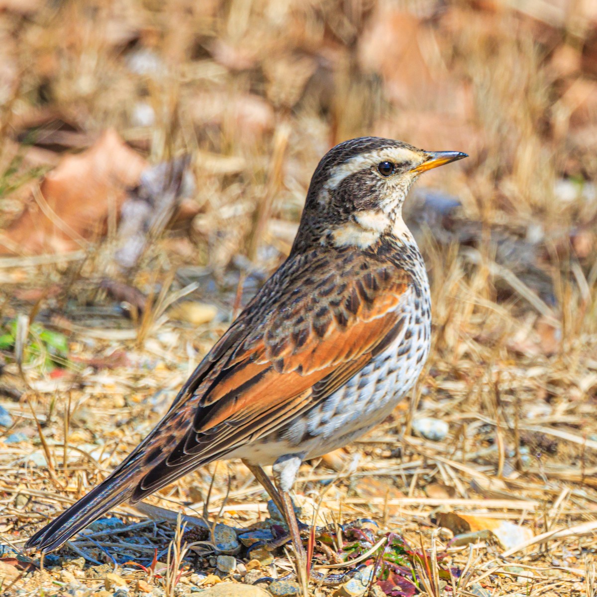 Dusky Thrush - ML615906968