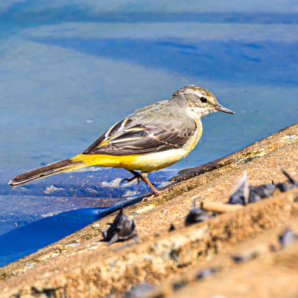 Gray Wagtail - Masaharu Inada