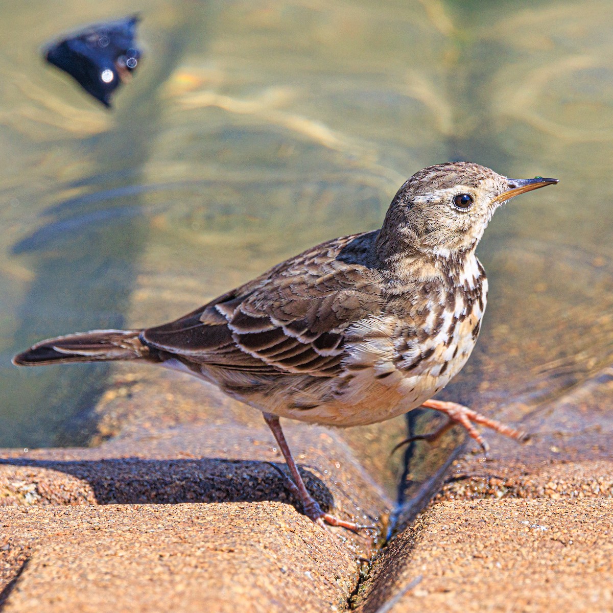 American Pipit - Masaharu Inada