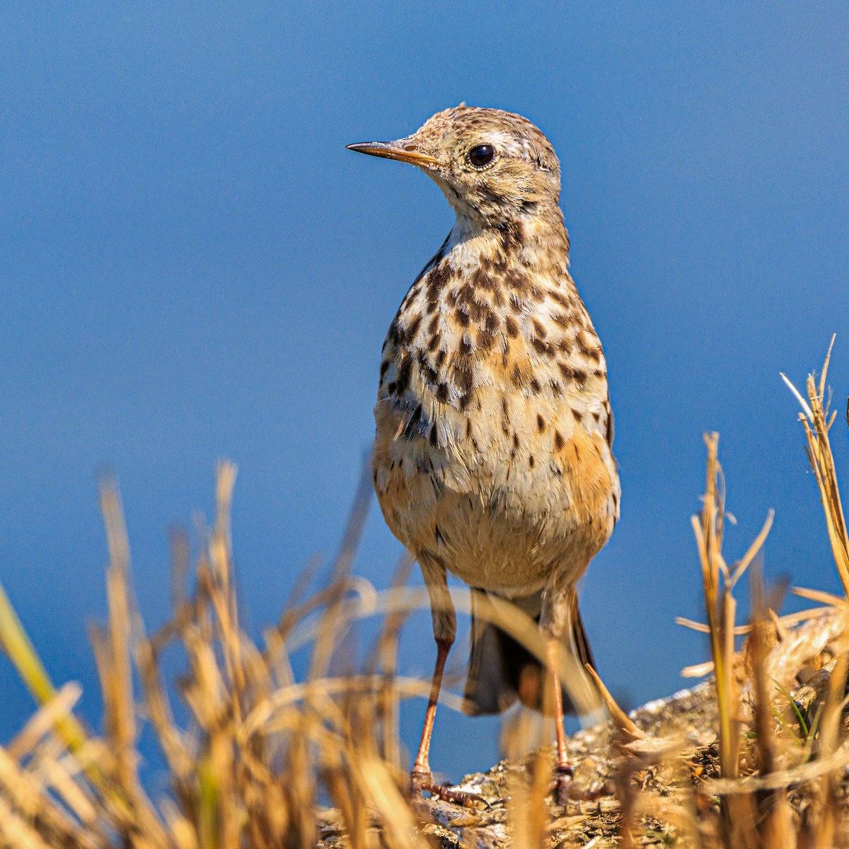 American Pipit - ML615906972