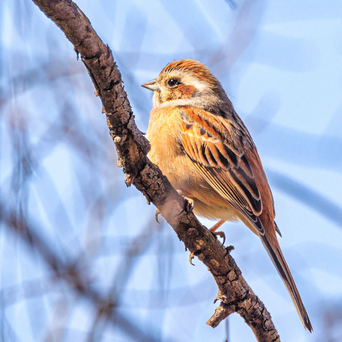 Meadow Bunting - Masaharu Inada