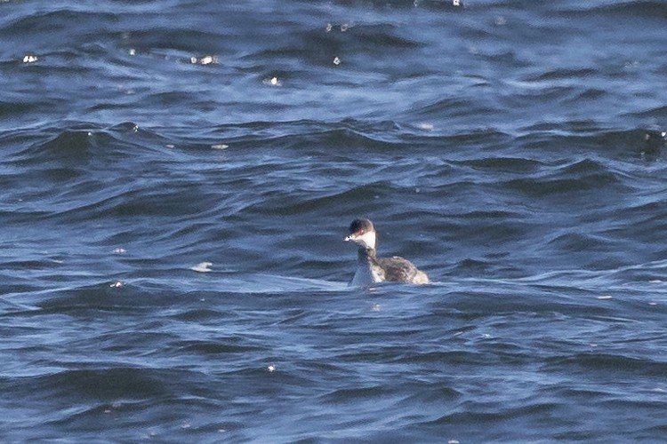 Horned Grebe - ML615906990