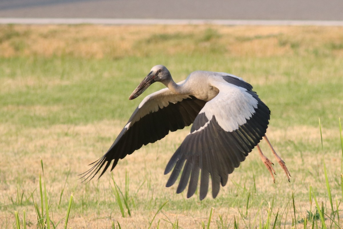 Asian Openbill - Benjamin Pap