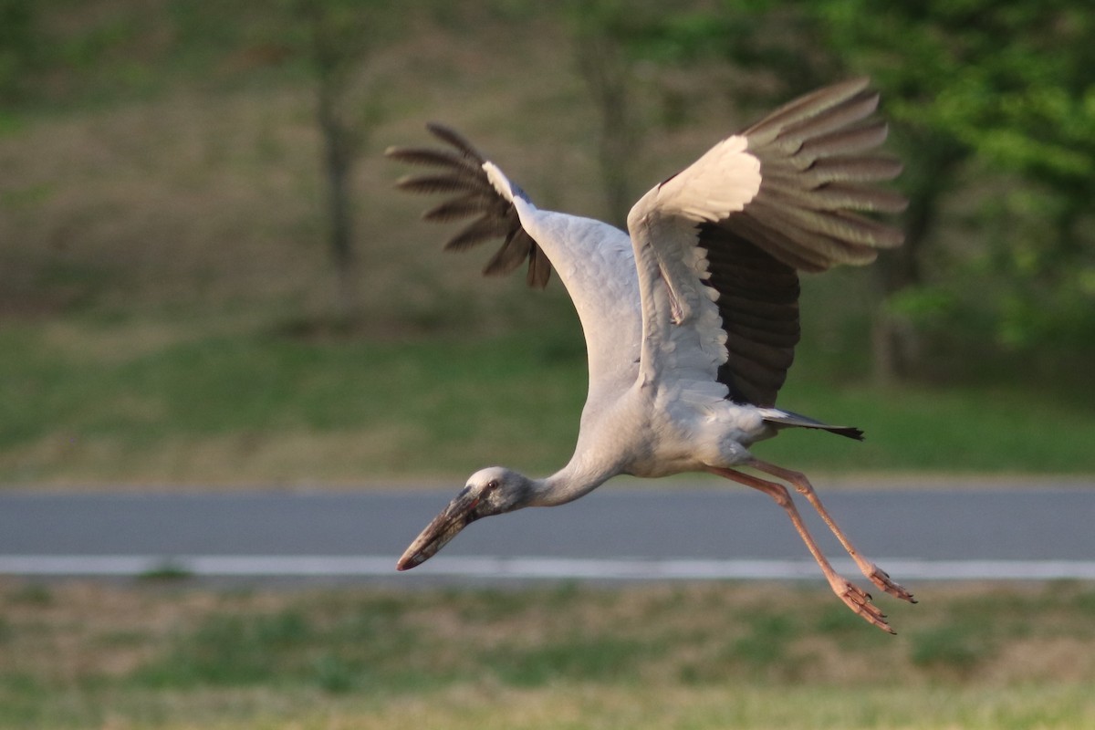 Asian Openbill - ML615907060