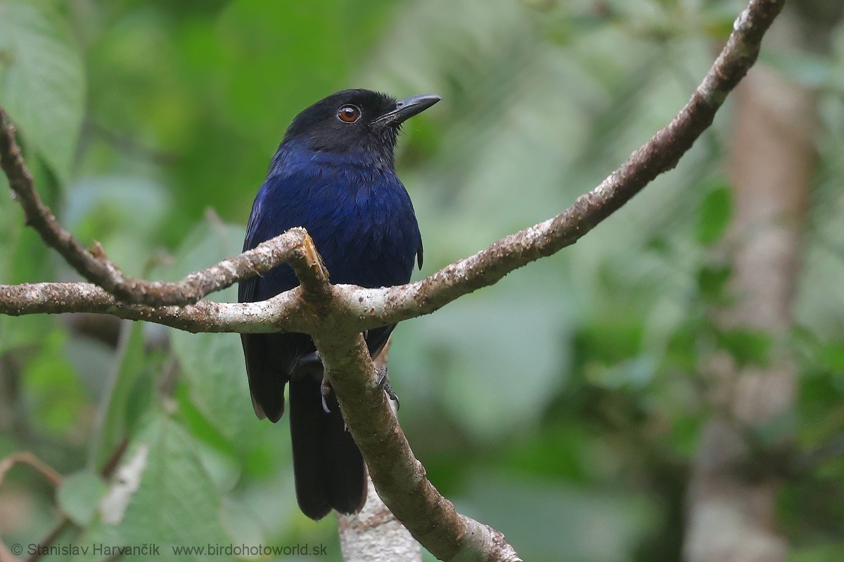Ланкийская синяя птица - ML615907081