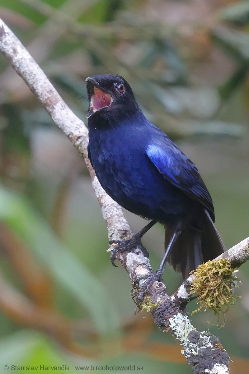 Ланкийская синяя птица - ML615907082