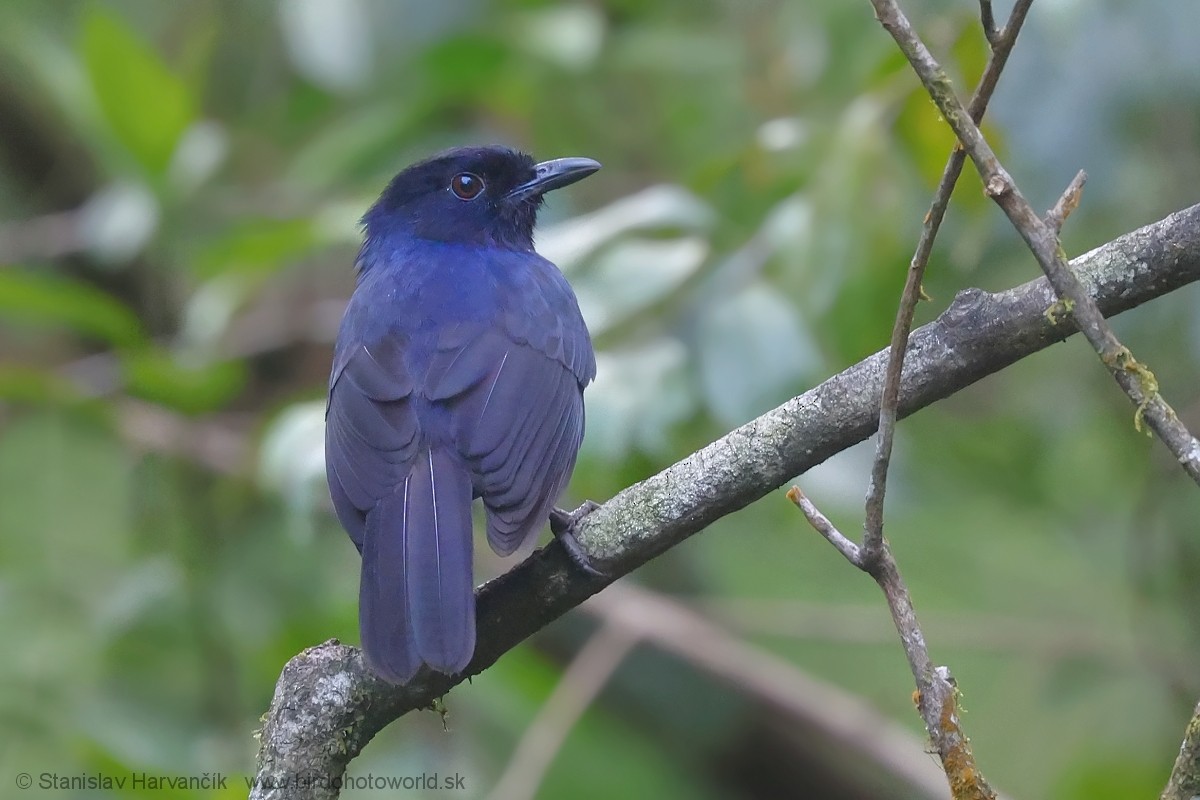 Ланкийская синяя птица - ML615907084