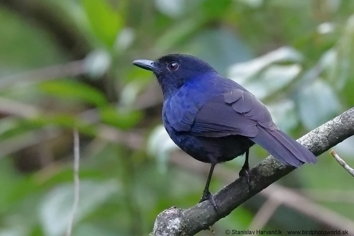 Ланкийская синяя птица - ML615907085