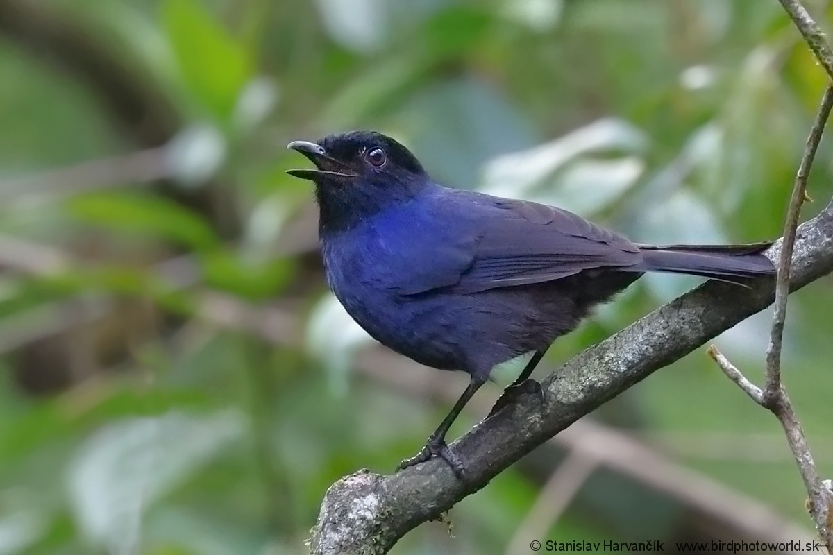 Ланкийская синяя птица - ML615907098