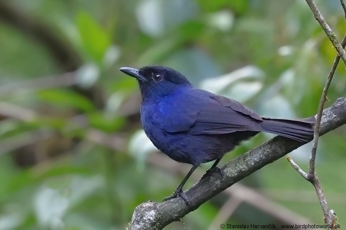 Ланкийская синяя птица - ML615907100