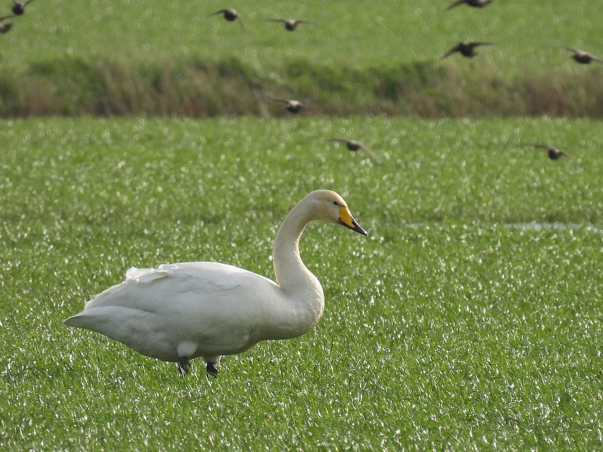 Whooper Swan - ML615907140