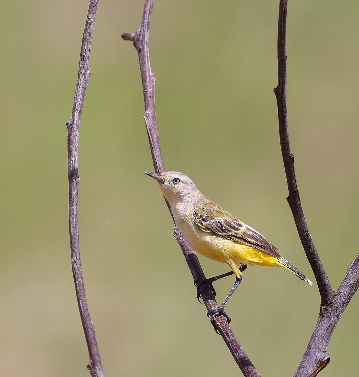 Yellow Chat - Luke Enright