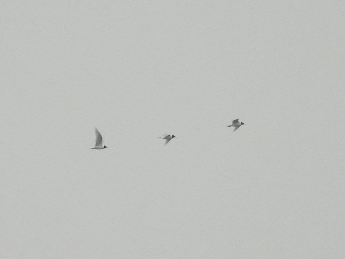 Mediterranean Gull - Matthew Hall