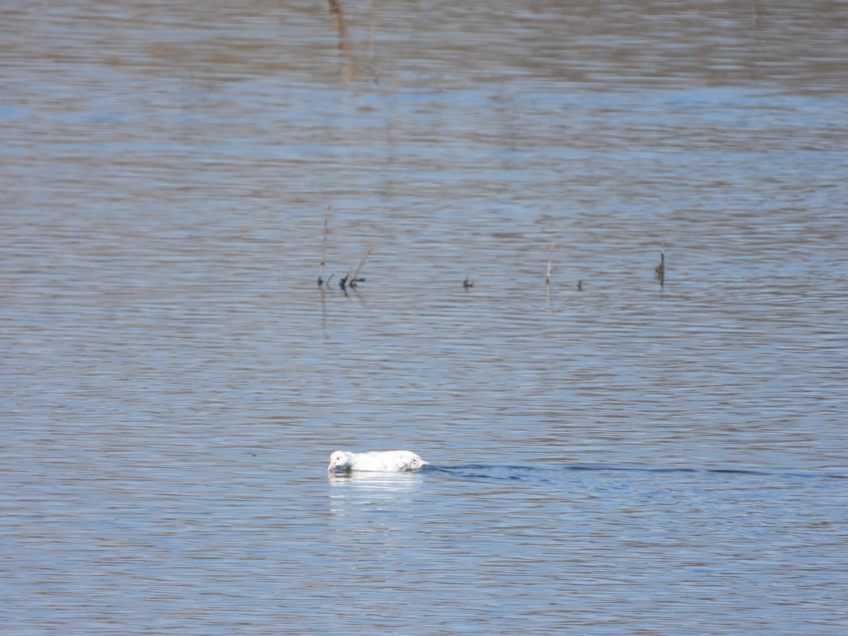 Eurasian Coot - Fabio Consolino