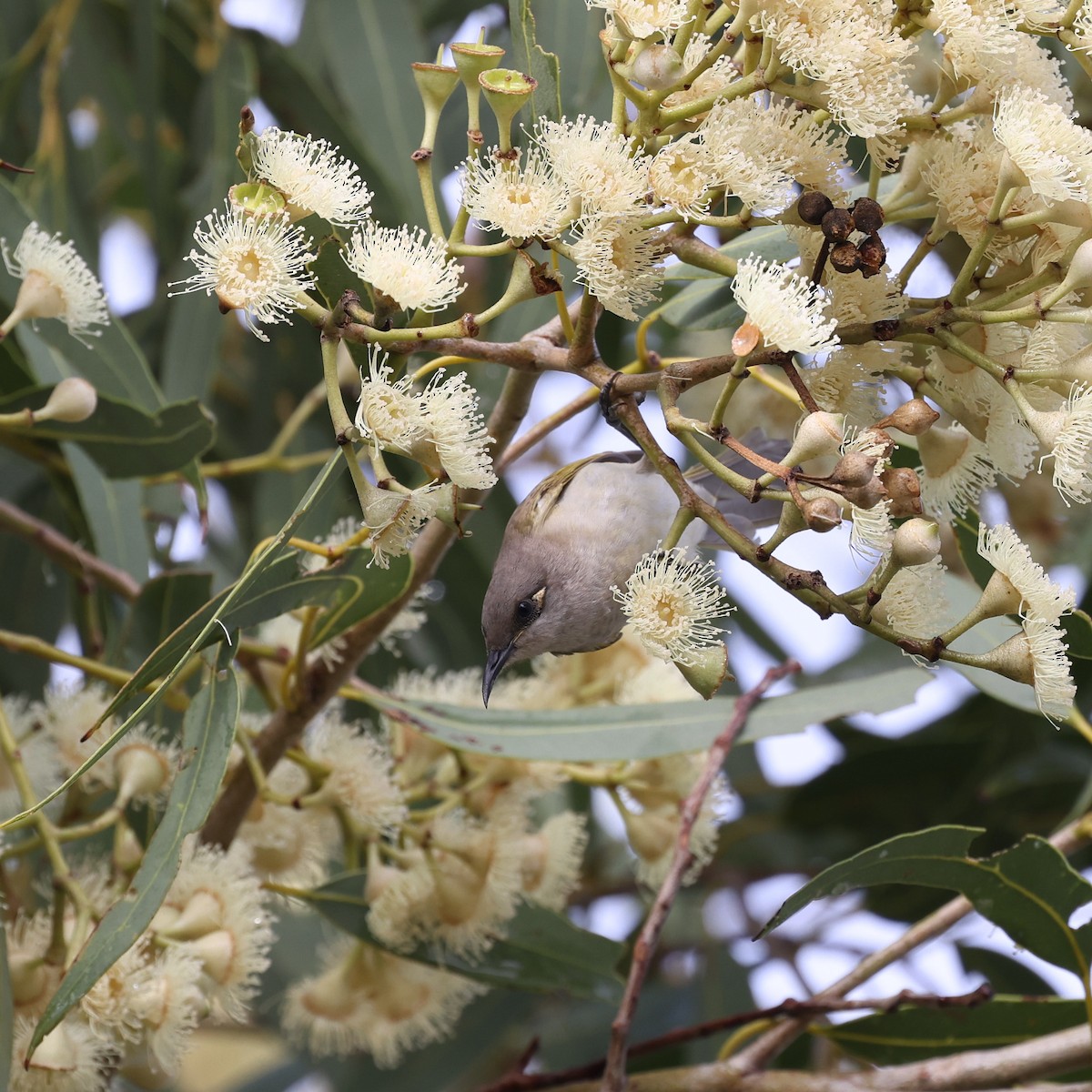 Brown Honeyeater - ML615907263