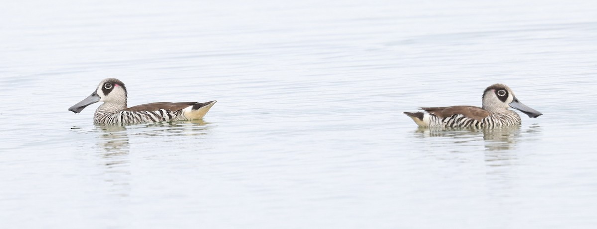 Pink-eared Duck - ML615907273