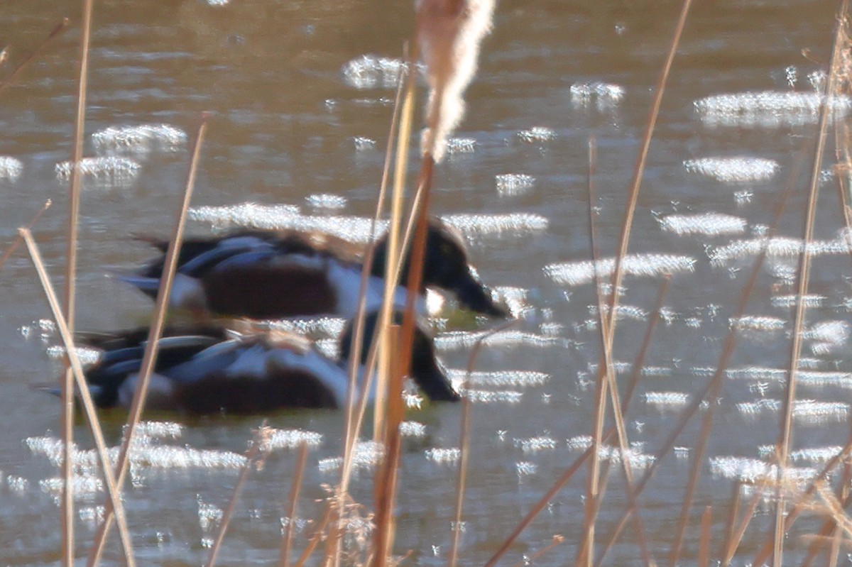 Northern Shoveler - ML615907299