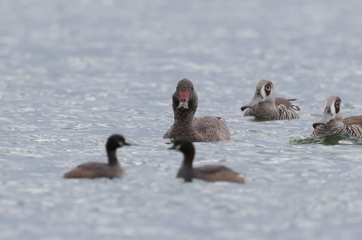 Freckled Duck - ML615907322