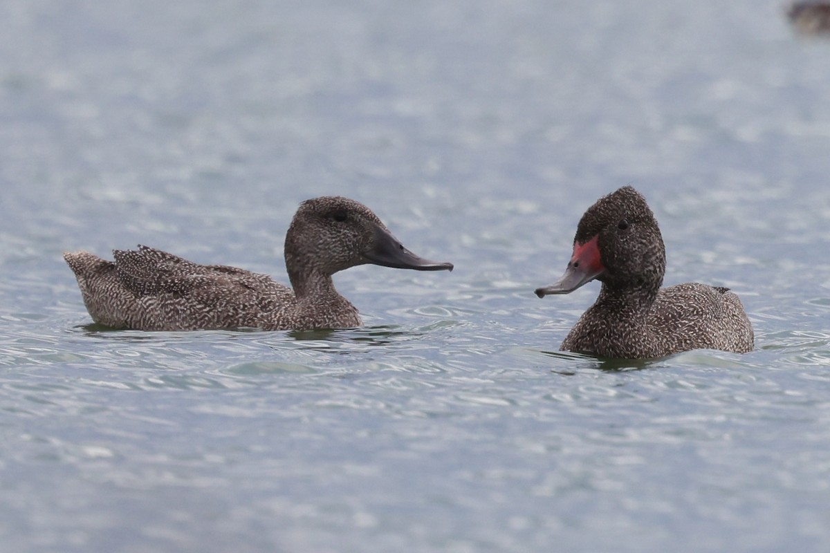 Freckled Duck - ML615907323