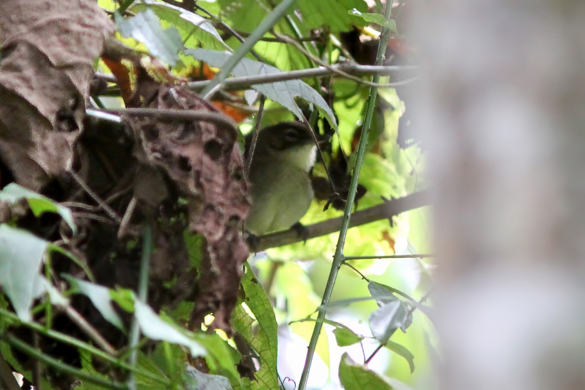 Cabanis's Greenbul (Placid) - ML615907330