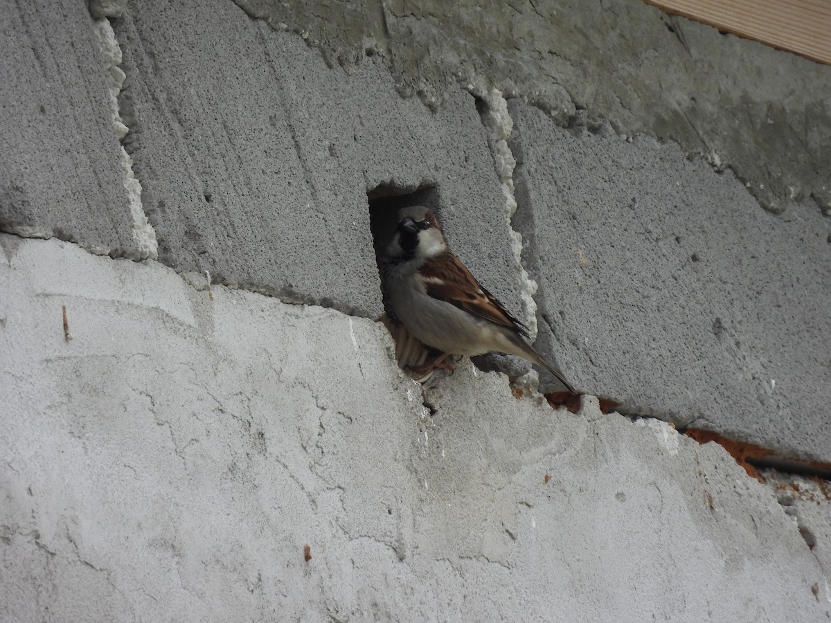 House Sparrow - ML615907360