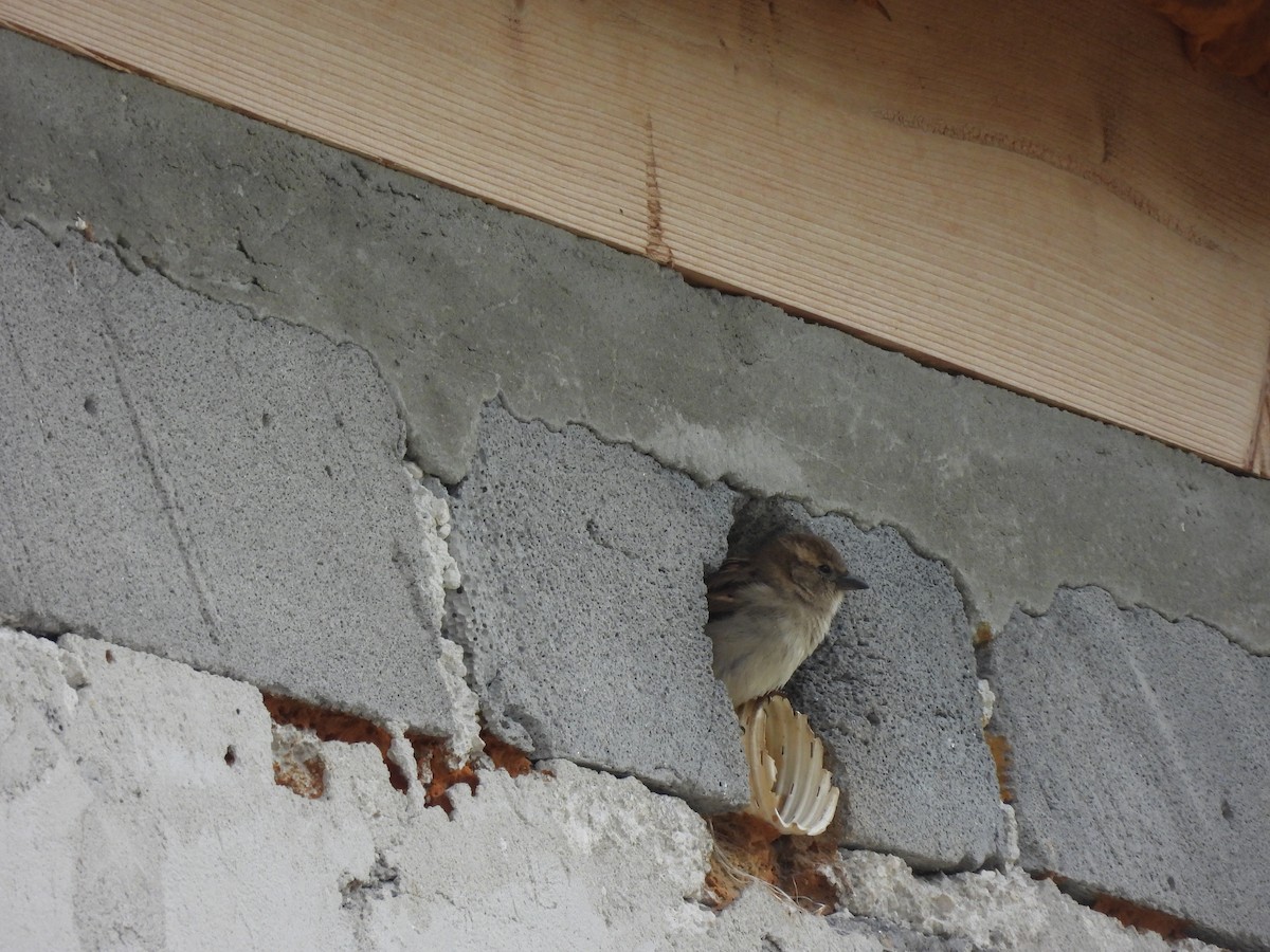 House Sparrow - ML615907363