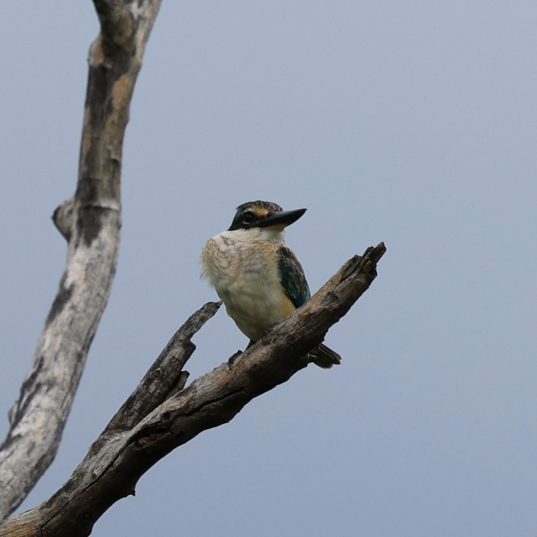 Sacred Kingfisher (Australasian) - ML615907376