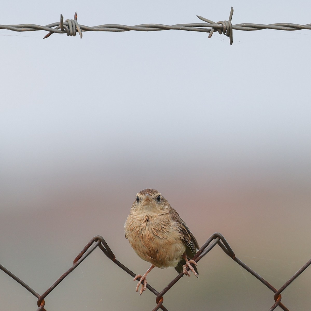 Rufous Songlark - ML615907386