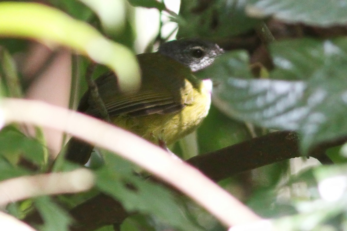 Bulbul à tête sombre - ML615907387