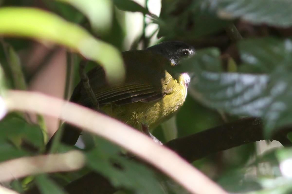 Bulbul à tête sombre - ML615907388