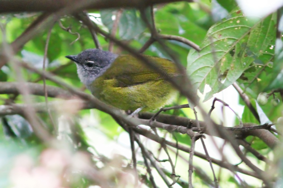 Bulbul à tête sombre - ML615907393