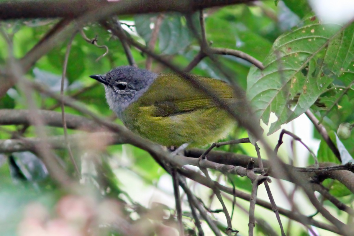 Bulbul à tête sombre - ML615907394