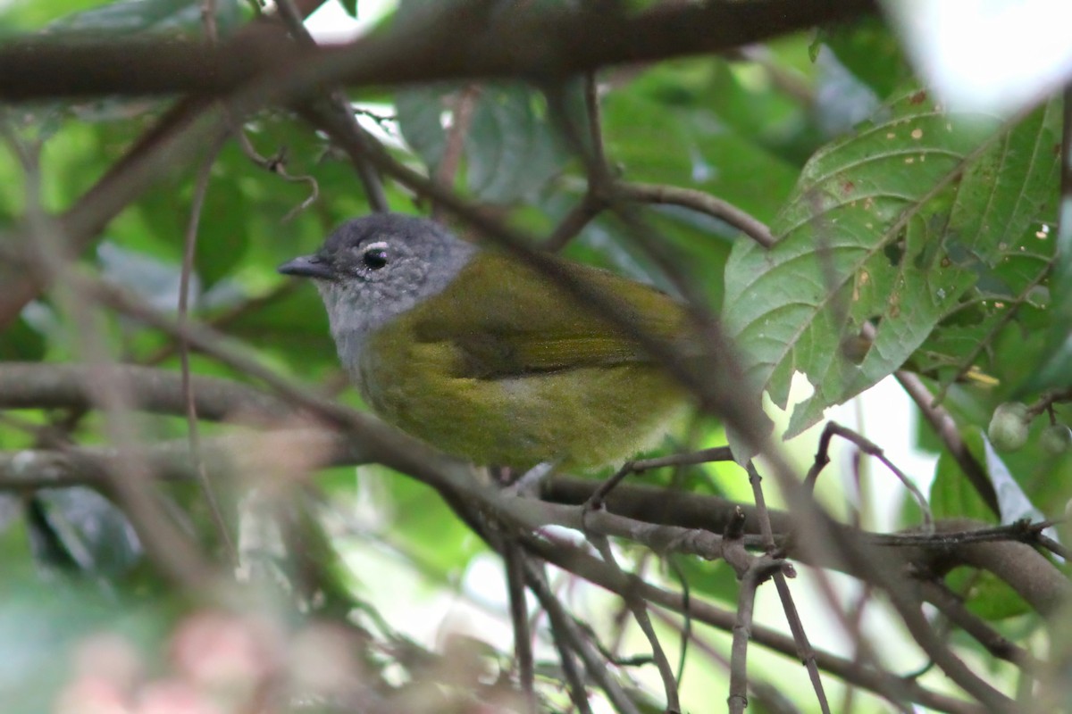 Bulbul à tête sombre - ML615907396