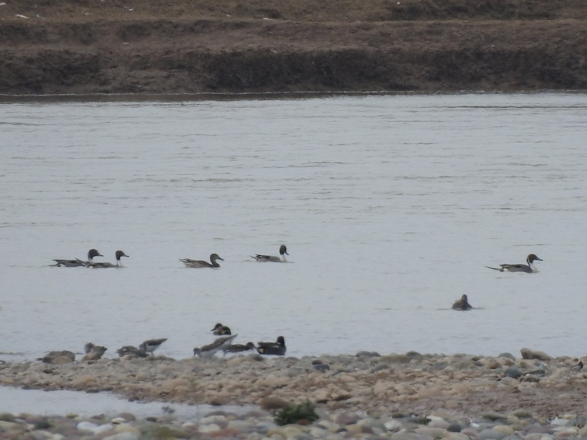 Northern Pintail - ML615907421