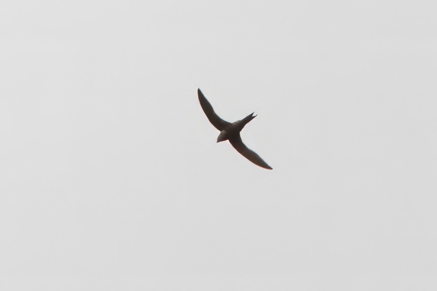 Mottled Swift - Dave Curtis