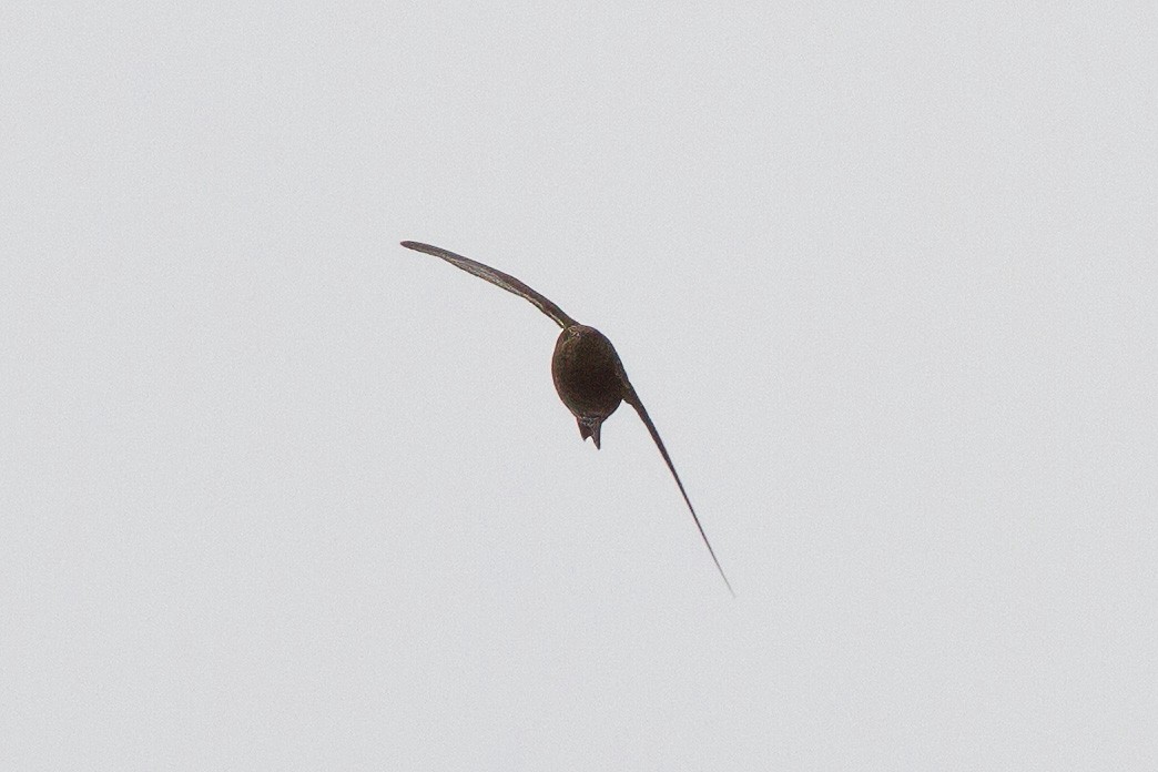 Mottled Swift - Dave Curtis