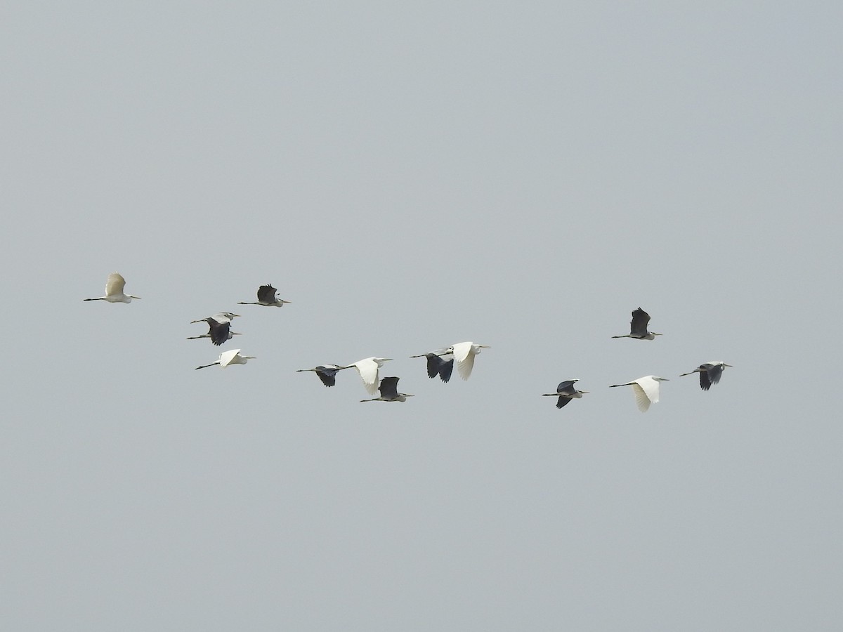 Great Egret - ML615907483