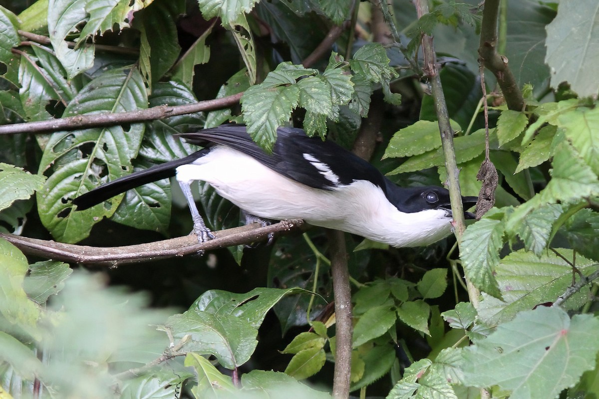 Tropical Boubou - ML615907491